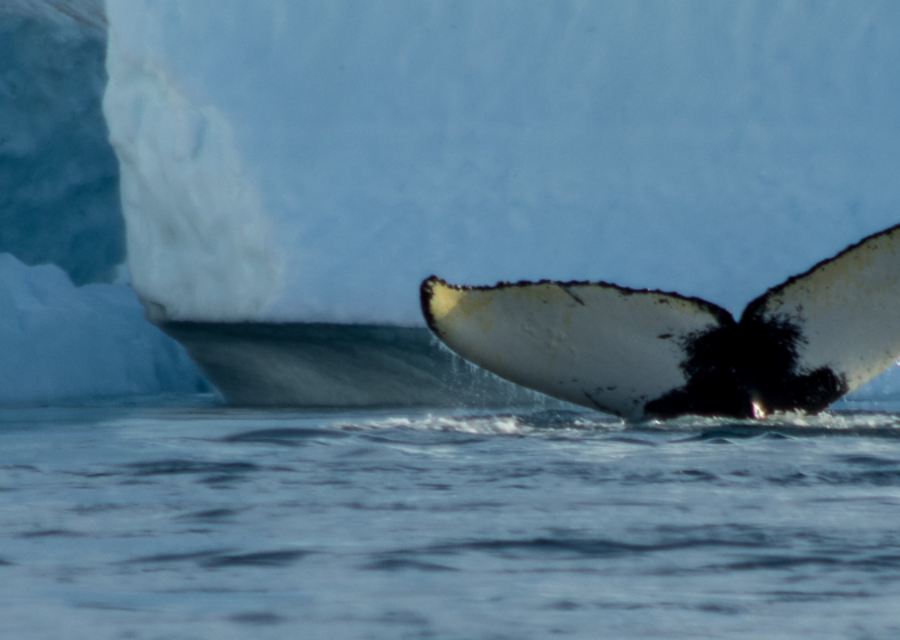 Greenland