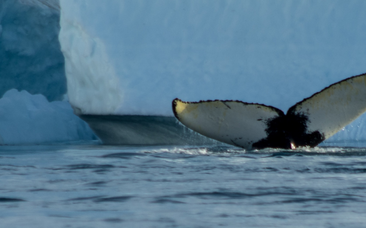 Greenland