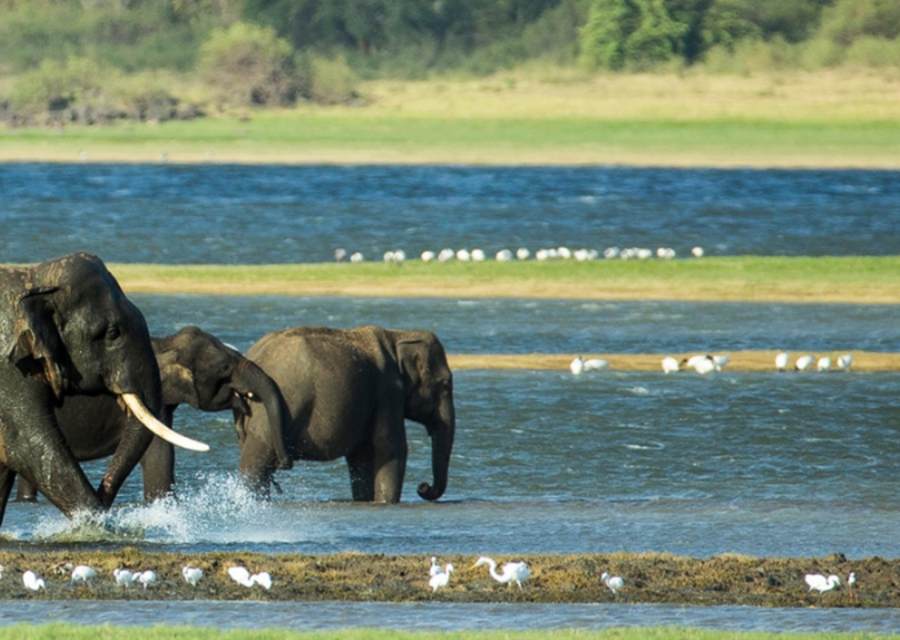 Sri Lanka