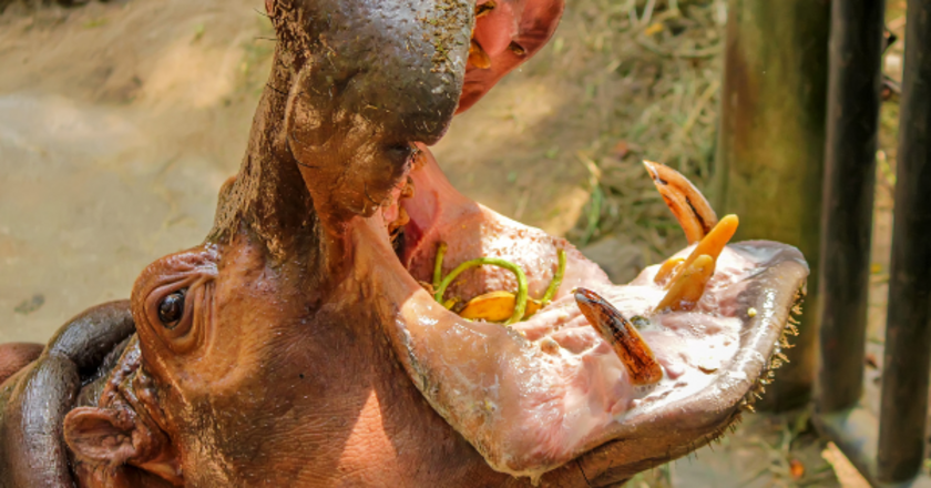 Hwange National Park