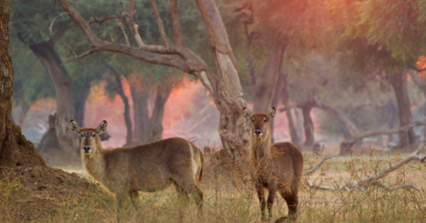 Lake Kariba