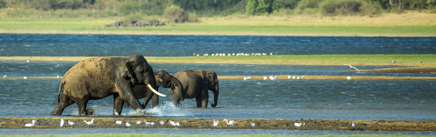 Sri Lanka